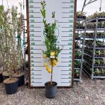  Citrónovník (Citrus limon) ´MEYERI´ - výška 140-150 cm, obvod kmeňa 4/6 cm, kont. C35L